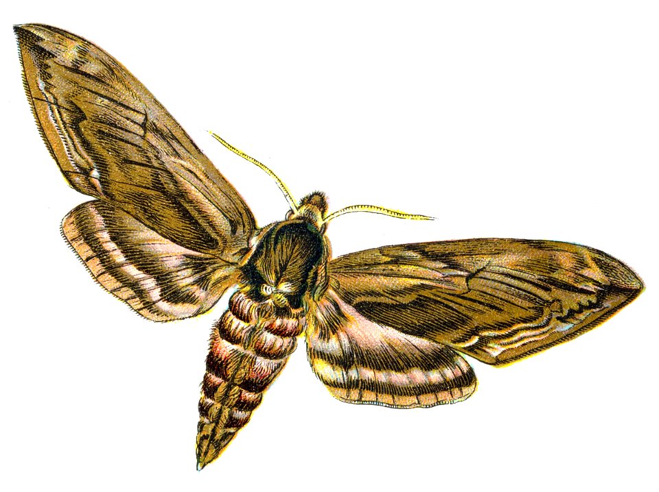 F Nemos OBA Sphinx ligustri