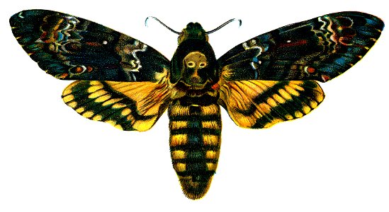 F Nemos Old Book Art Acherontia atropos. Free illustration for personal and commercial use.