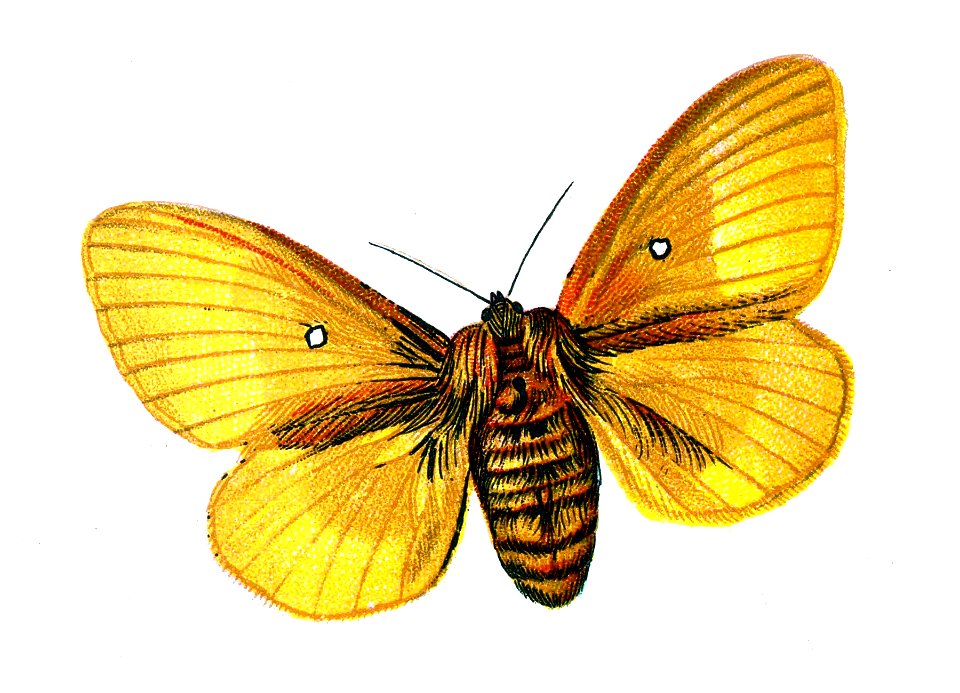 F Nemos Old Book Art Bombyx quercus female