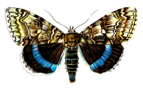 F Nemos Old Book Art Catocala fraxini
