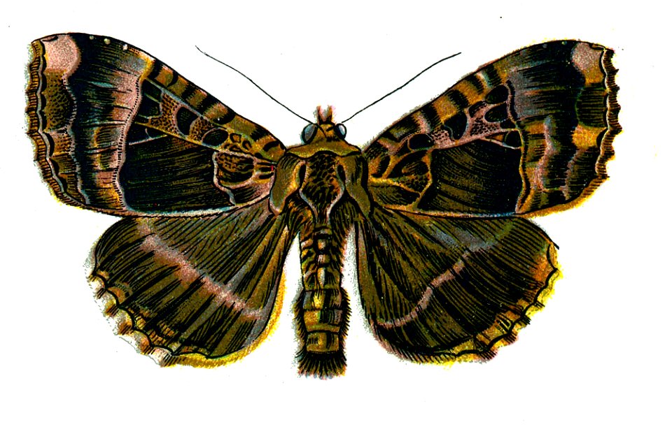 F Nemos Old Book Art Mania maura