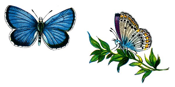 F Nemos Old Book Art Plebeius idas male
