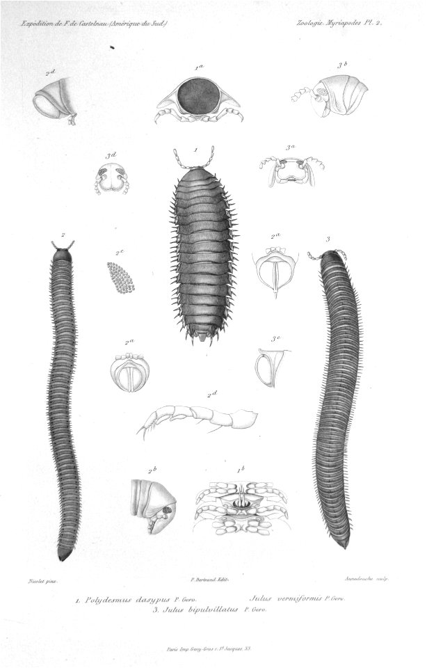F de Castelnau-myriapodesPl02
