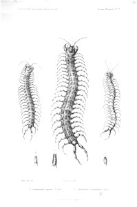 F de Castelnau-myriapodesPl06