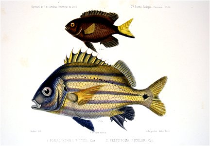 F de Castelnau-poissonsPl02