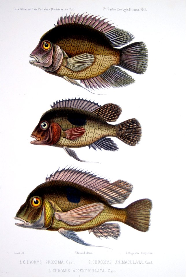 F de Castelnau-poissonsPl07