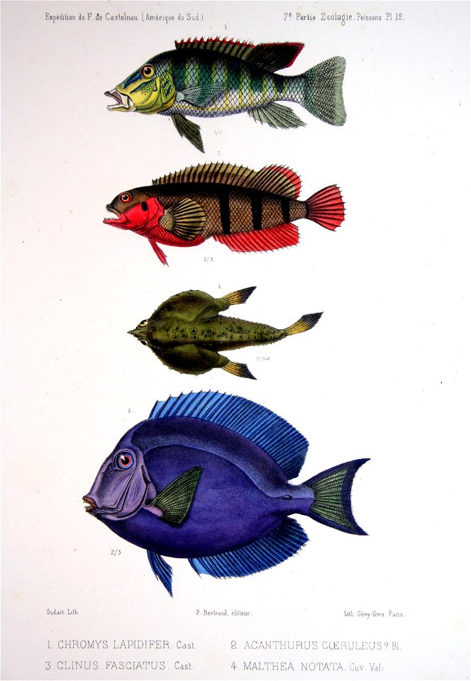F de Castelnau-poissonsPl12