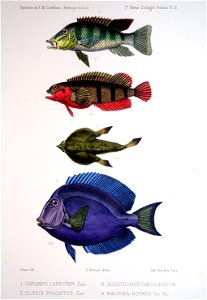 F de Castelnau-poissonsPl12