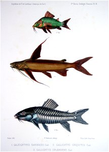 F de Castelnau-poissonsPl18