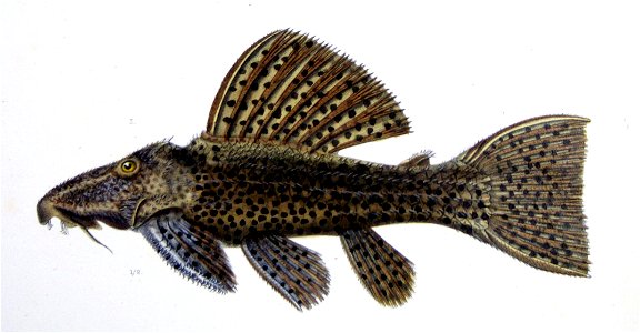F de Castelnau-poissonsPl22 - Pseudacanthicus spinosus