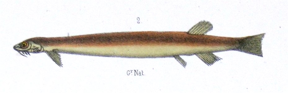 F de Castelnau-poissonsPl28 (Vandellia cirrhosa-2)