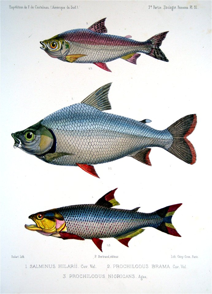 F de Castelnau-poissonsPl31