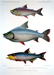 F de Castelnau-poissonsPl31