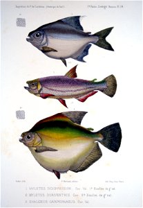 F de Castelnau-poissonsPl34