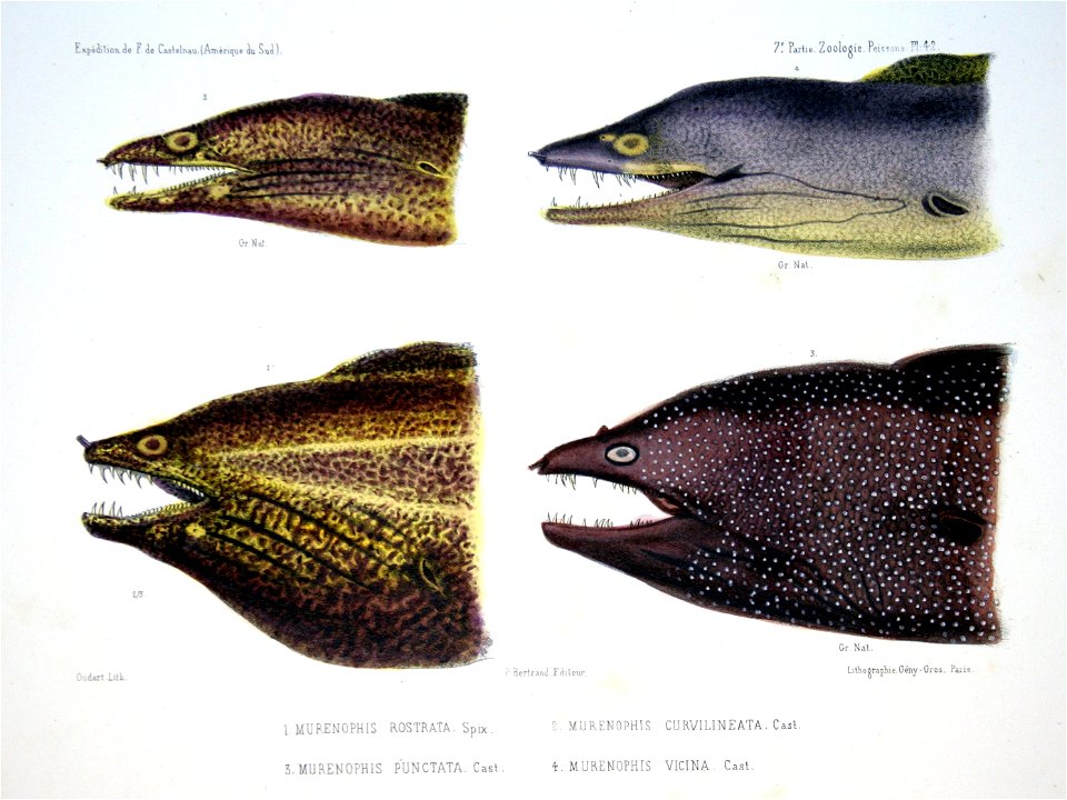 F de Castelnau-poissonsPl42