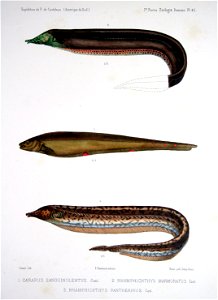 F de Castelnau-poissonsPl46