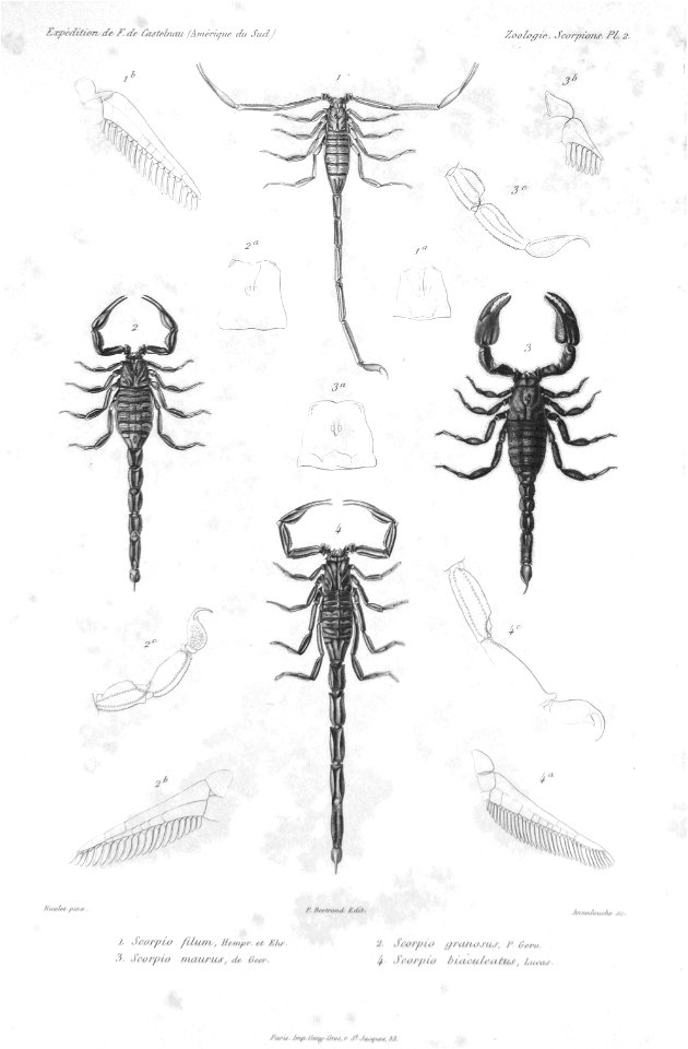 F de Castelnau-scorpionsPl02