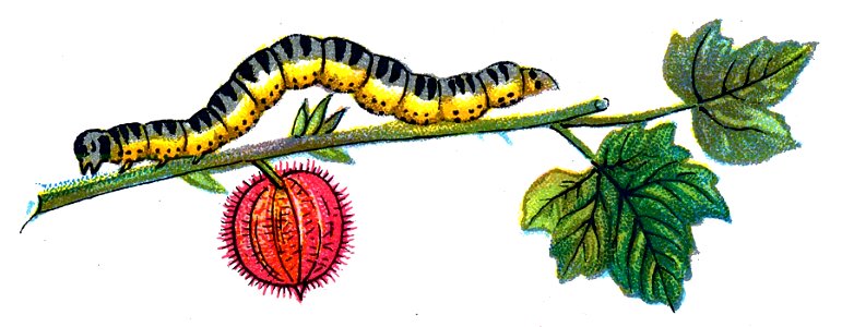 F Nemos OBA Abraxas grossulariata caterpillar