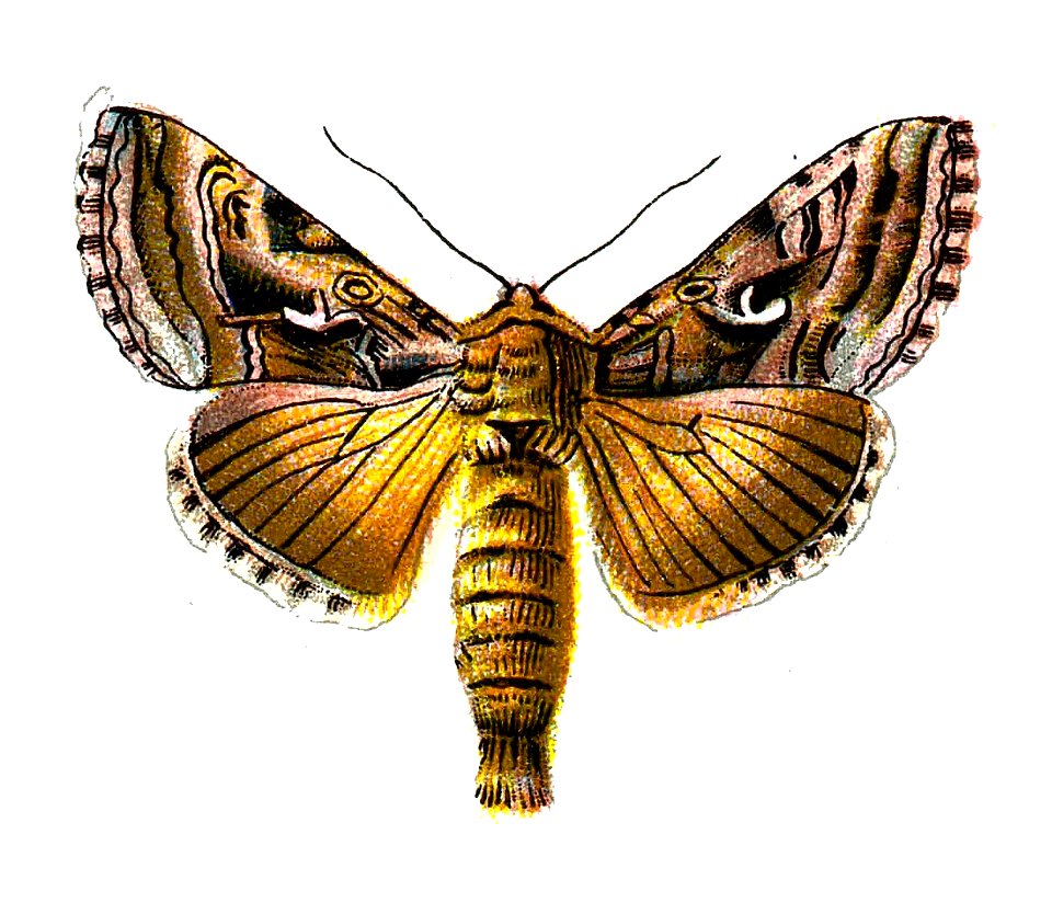 F Nemos OBA Agrotis ipsilon