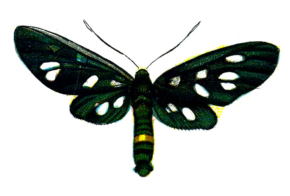 F Nemos OBA Amata phegea