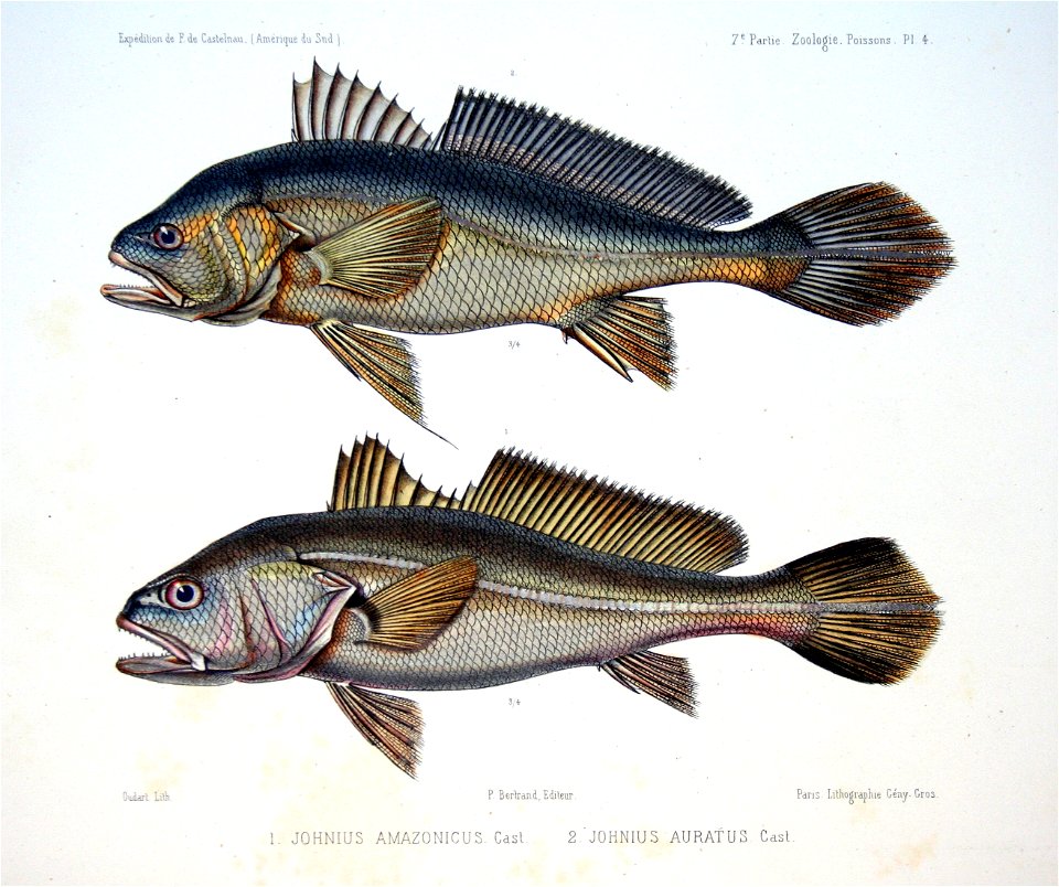 F de Castelnau-poissonsPl04