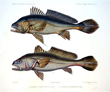 F de Castelnau-poissonsPl04