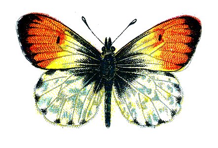 F Nemos OBA Anthocharis cardamines male