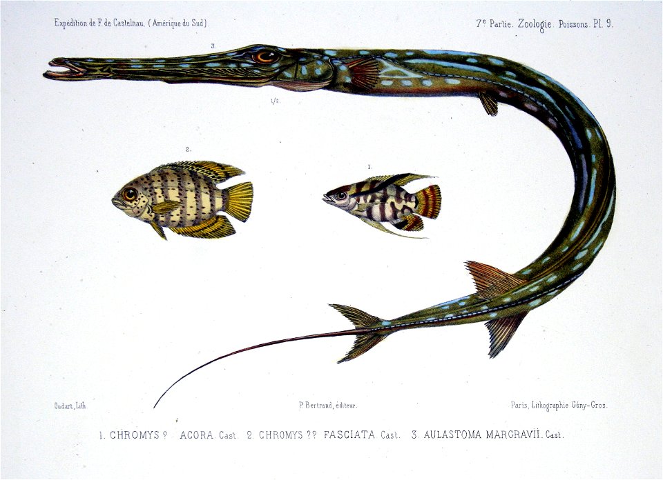 F de Castelnau-poissonsPl09