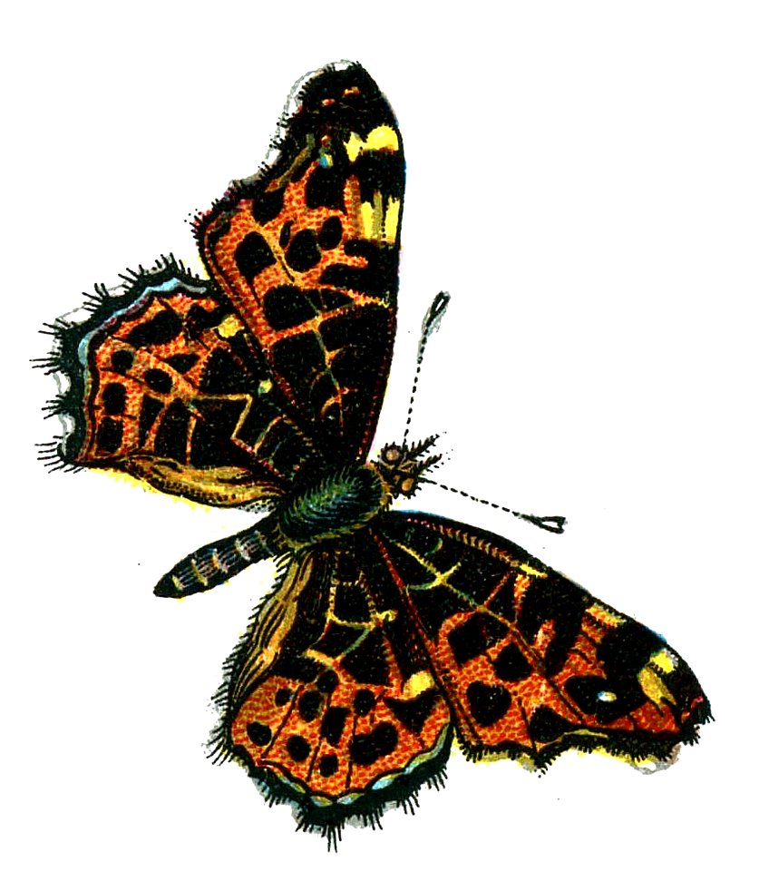 F Nemos OBA Araschnia levana