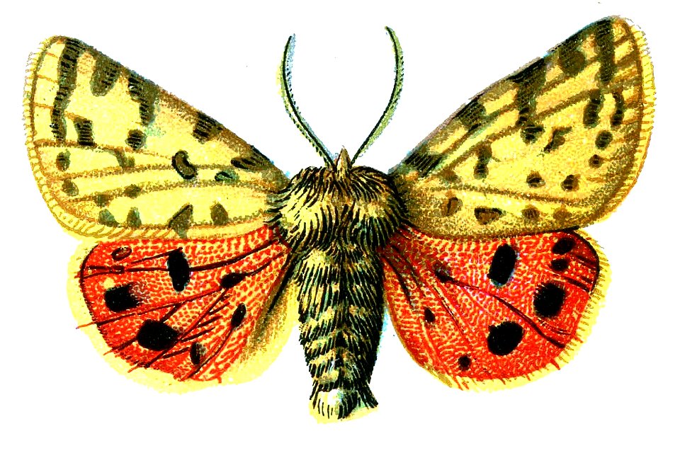 F Nemos OBA Arctia purpurata