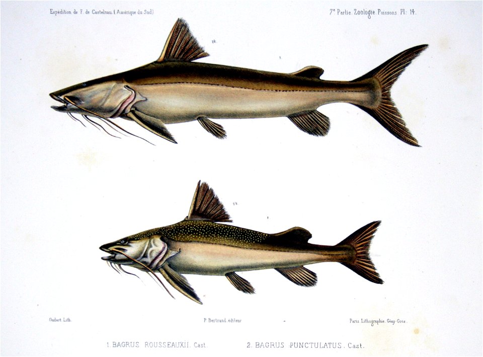 F de Castelnau-poissonsPl14