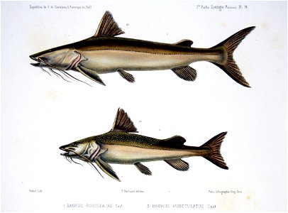 F de Castelnau-poissonsPl14