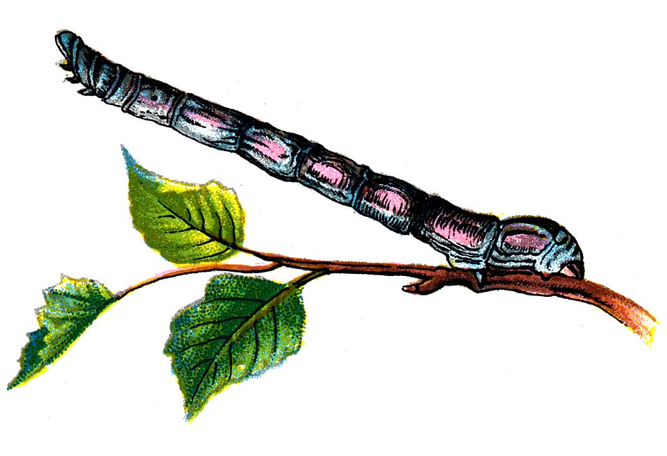 F Nemos OBA Biston betularia caterpillar