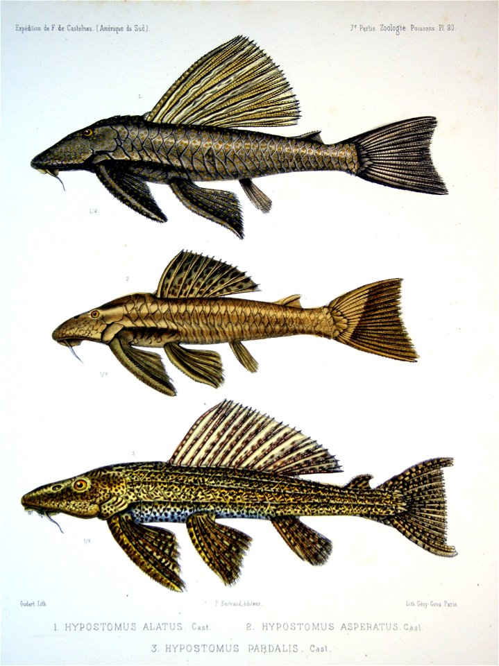 F de Castelnau-poissonsPl20