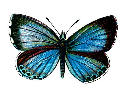 F Nemos OBA Celastrina argiolus femelle