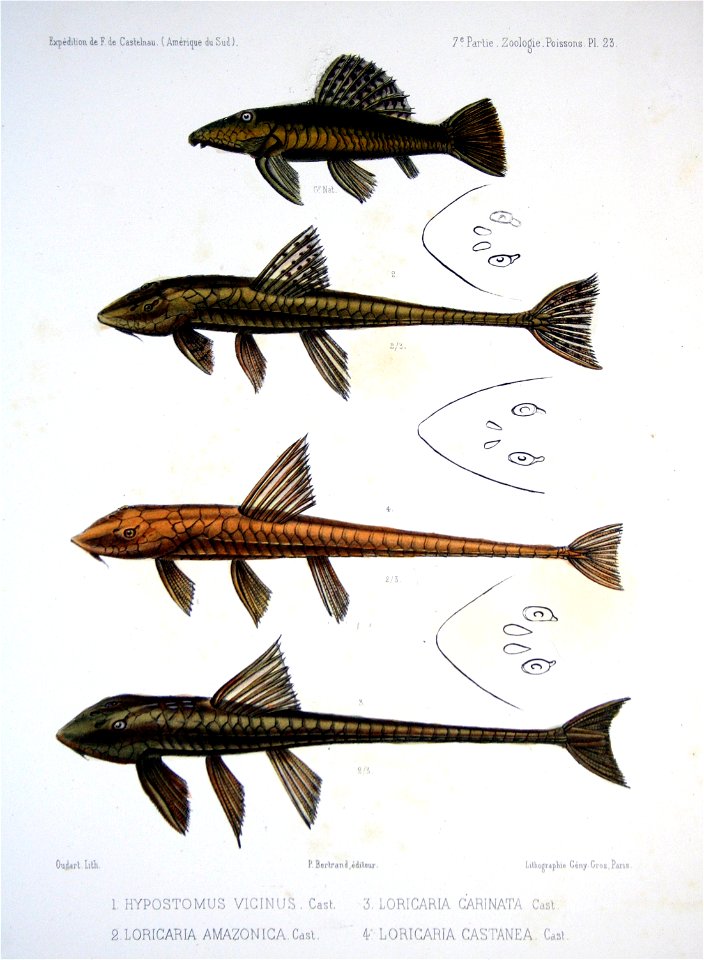 F de Castelnau-poissonsPl23