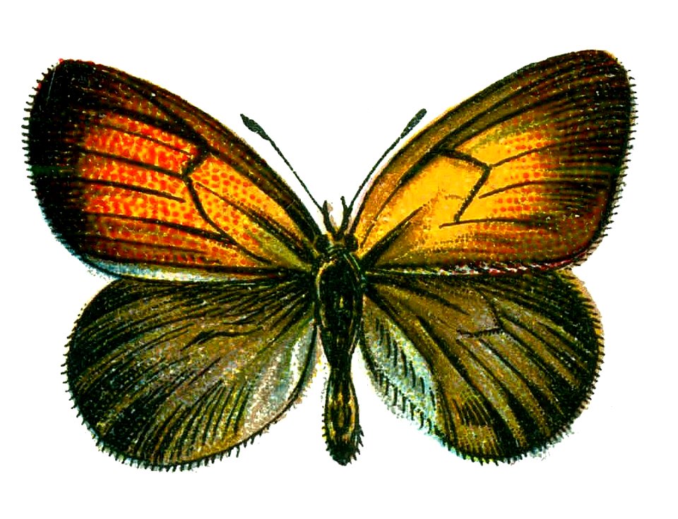 F Nemos OBA Coenonympha arcania