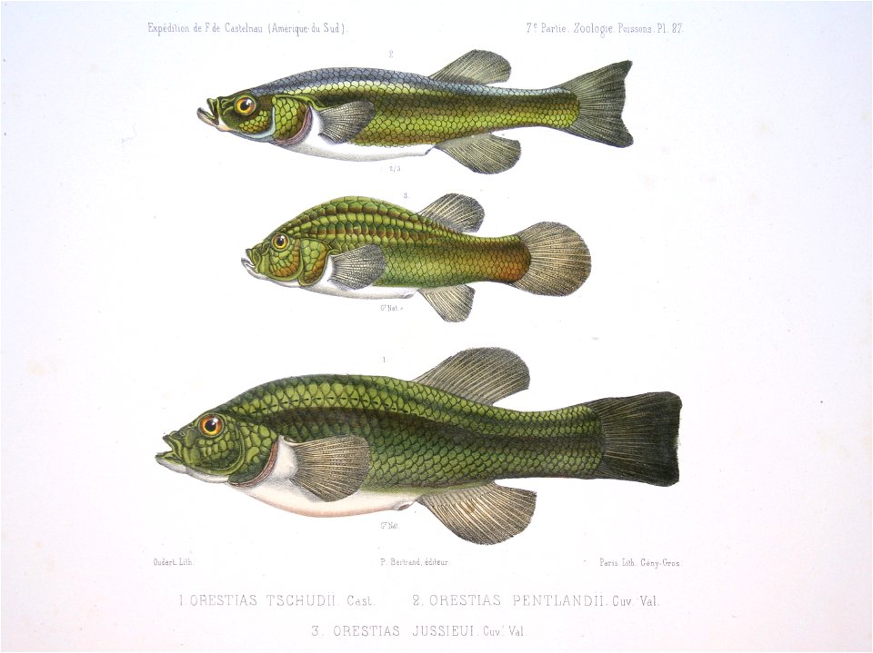 F de Castelnau-poissonsPl27