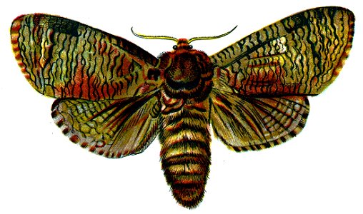 F Nemos OBA Cossus cossus