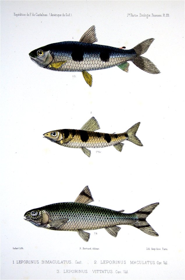 F de Castelnau-poissonsPl29