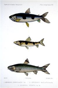 F de Castelnau-poissonsPl29