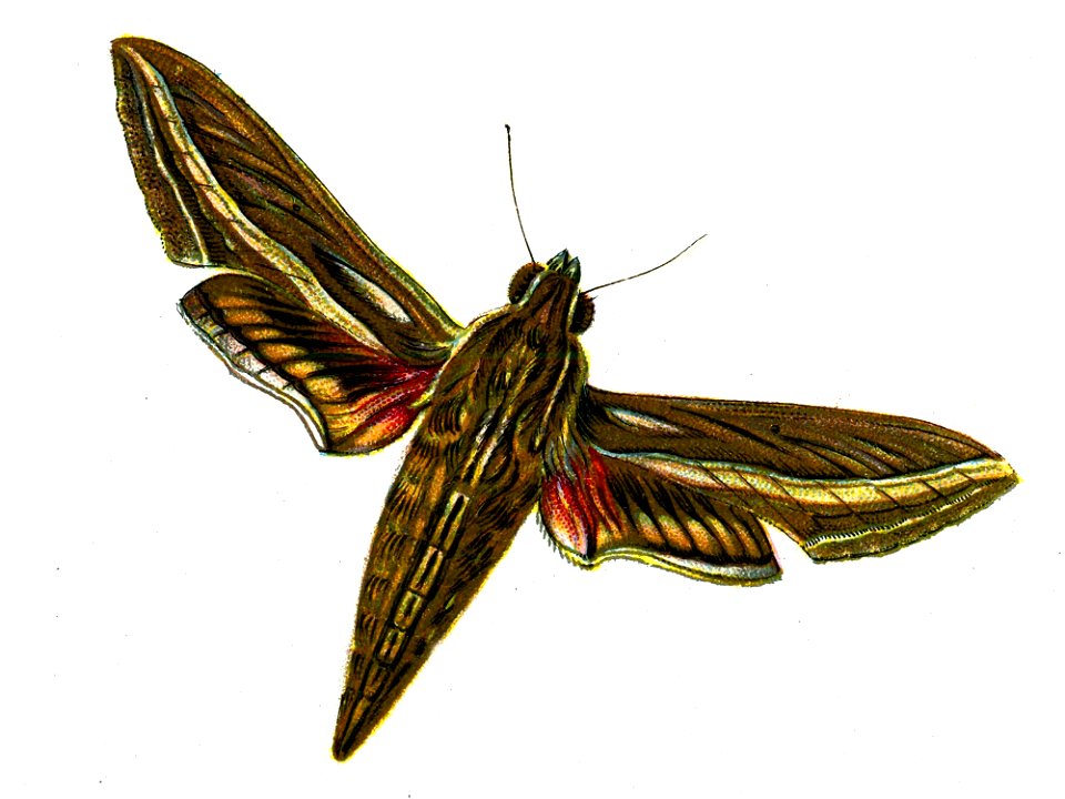 F Nemos OBA Deilephila celerio