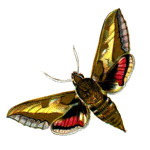 F Nemos OBA Deilephila euphorbiae