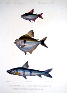 F de Castelnau-poissonsPl32