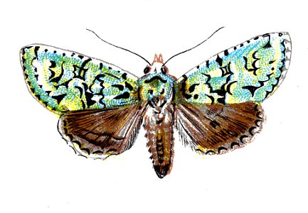 F Nemos OBA Dichonia aprilina