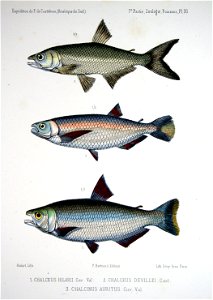 F de Castelnau-poissonsPl36