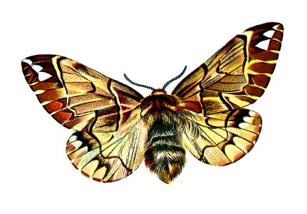 F Nemos OBA Endromis versicolora