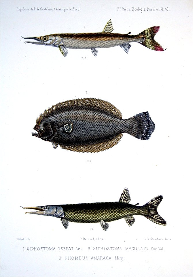 F de Castelnau-poissonsPl40