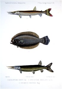 F de Castelnau-poissonsPl40