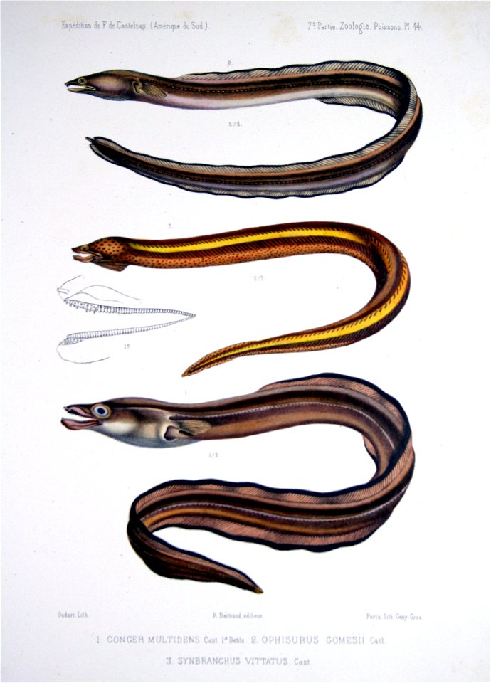F de Castelnau-poissonsPl44